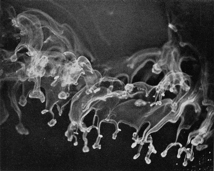 Black and white photo of ice crystals