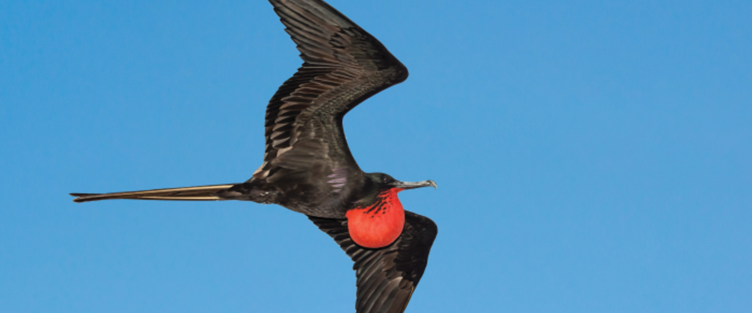 These Data Are for the Birds