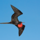 These Data Are for the Birds