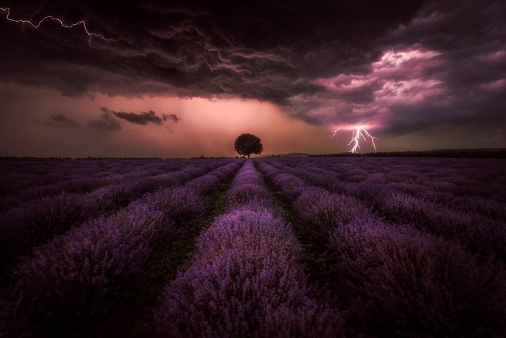 Lavender Storm