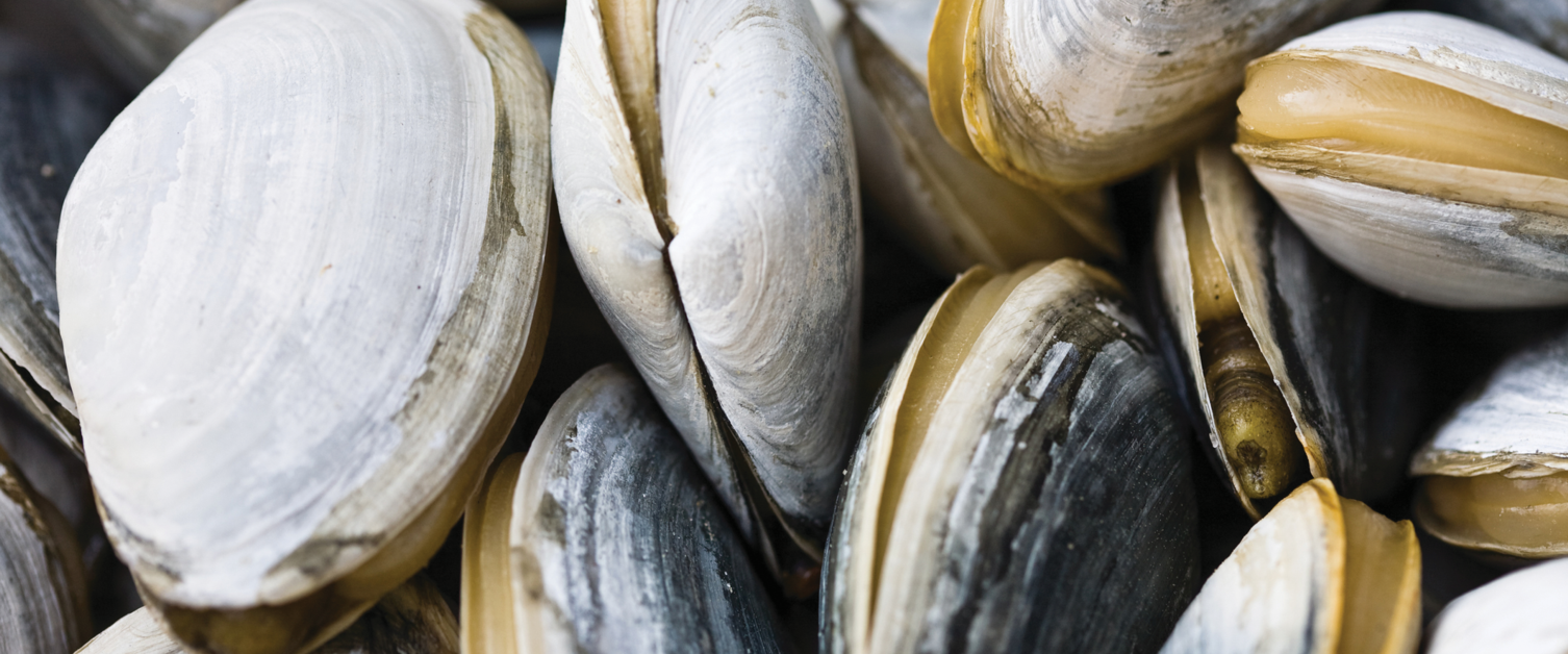 Clam-oring for Data