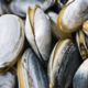 Clam-oring for Data