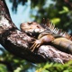 The Iguanas Are Falling