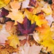 Following Foliage Webinar